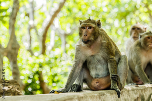 monkey lives in a natural forest of Thailand.