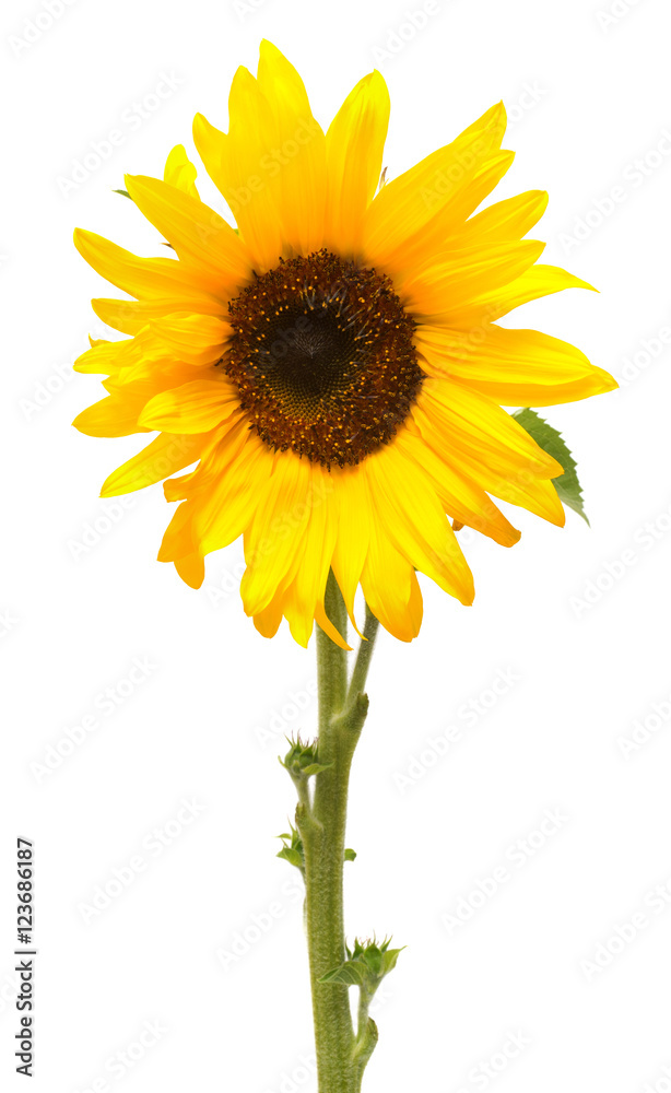 Naklejka premium Flower of sunflower isolated on white background