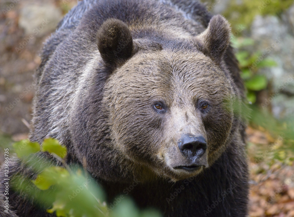 A brown bear in the forest. Big Brown Bear. Bear sits on a rock. Ursus arctos.