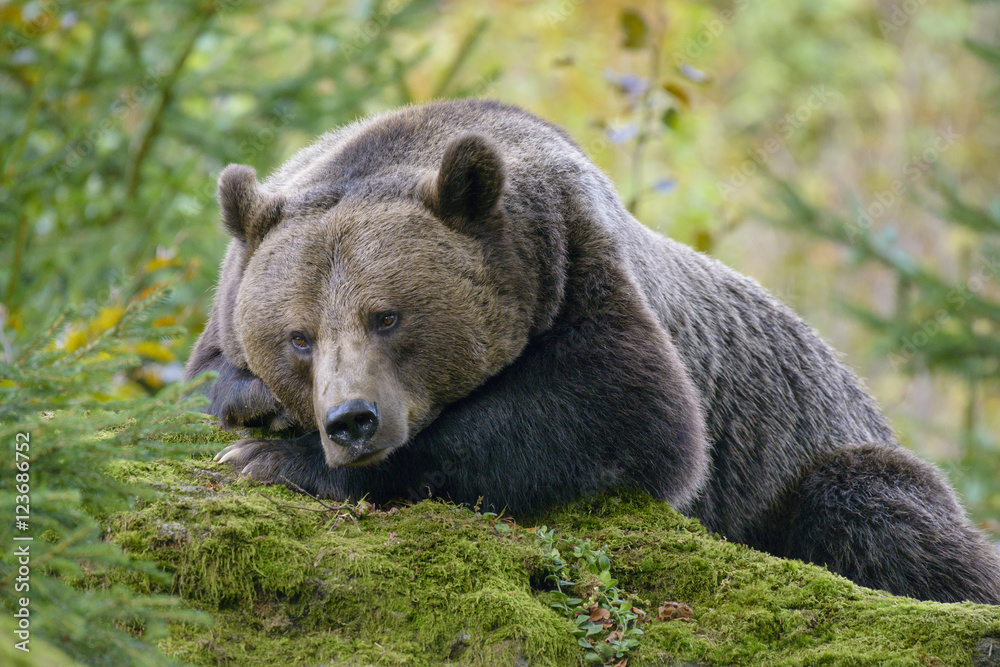 A brown bear in the forest. Big Brown Bear. Bear sits on a rock. Ursus arctos.