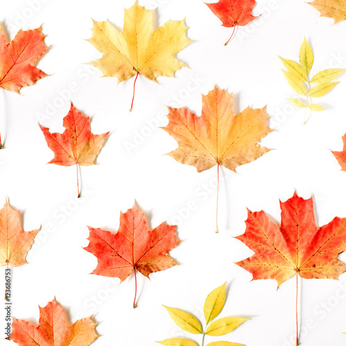 red autumn maple leaf pattern on white background. flat lay, top view. autumn wallpaper