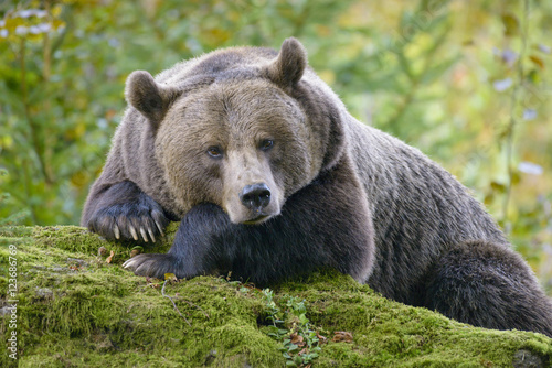 A brown bear in the forest. Big Brown Bear. Bear sits on a rock. Ursus arctos.