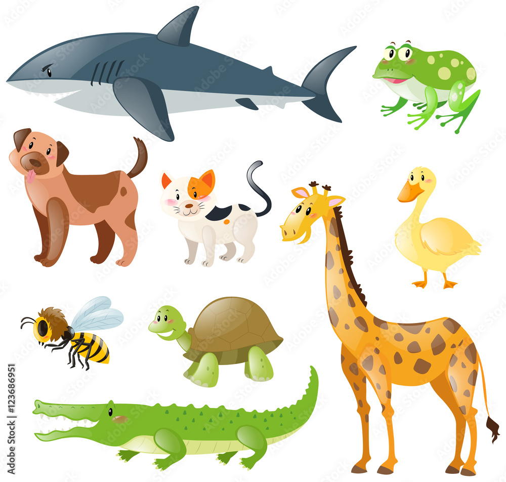 Animals set on white background