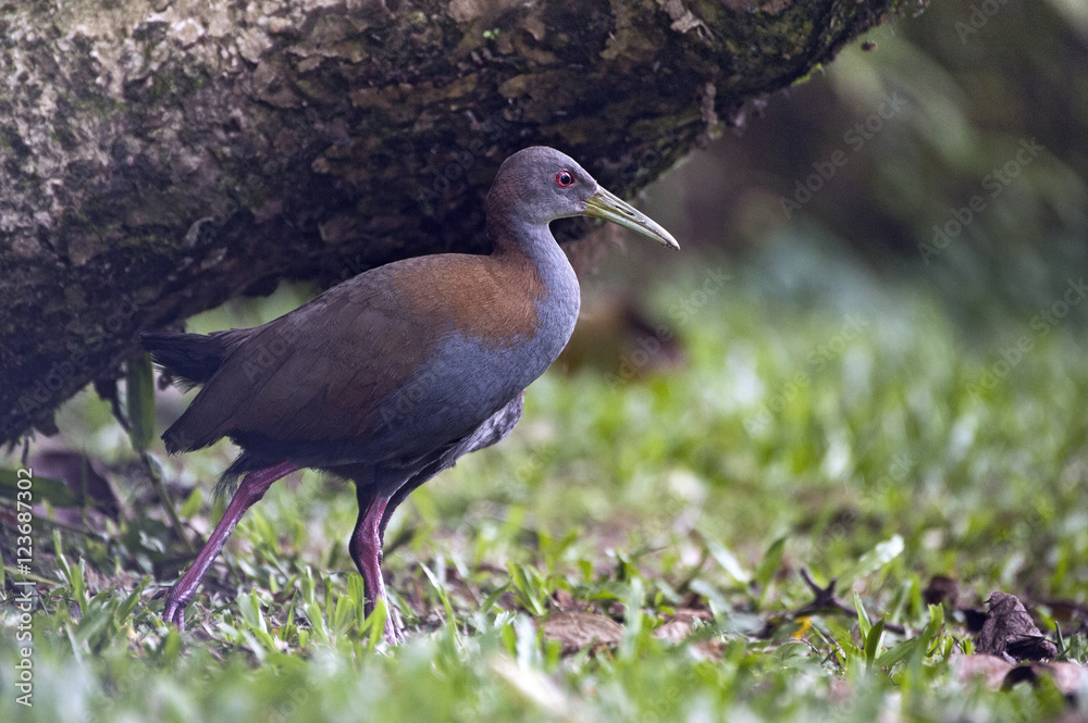 Slaty-breasted wood rail on the edge of the forest Slaty-breasted wood rail on the edge of the forest