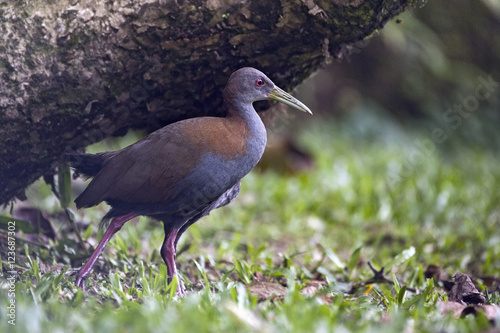 Slaty-breasted wood rail on the edge of the forest