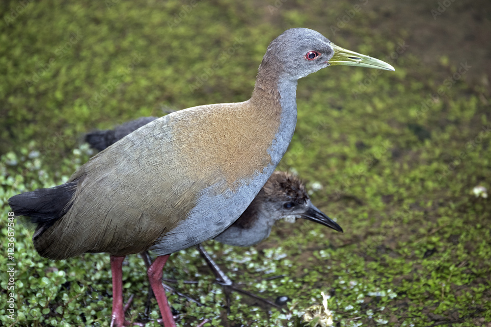 Naklejka premium Slaty-breasted wood rail with cub in creek