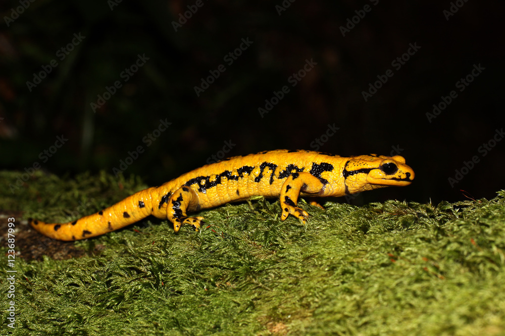 North Spain salamander