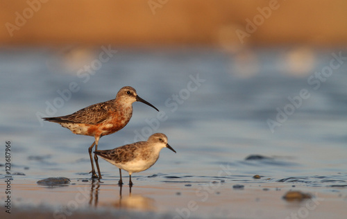 Curlew sandpiper and little stint
