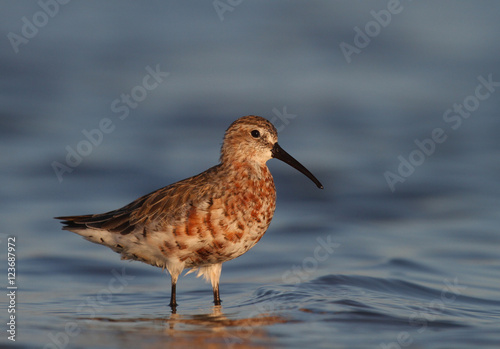 Curlew sandpiper moulting