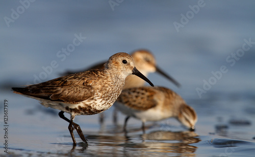 Eating together, dunlin and little stint photo