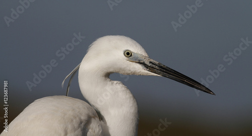 Egret portrait