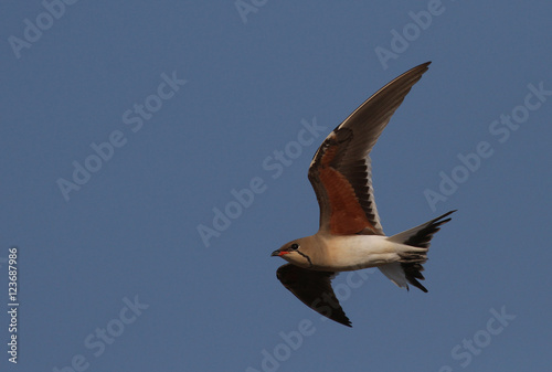 Pratincole