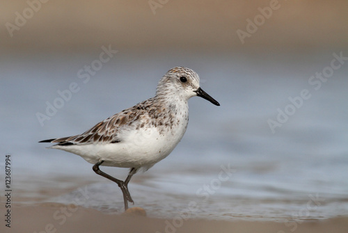 Sanderling moulting