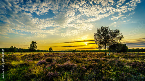 Sunrise over the Ermelose Heide with Calluna Heathers in full bloom on the Veluwe in the Netherlands