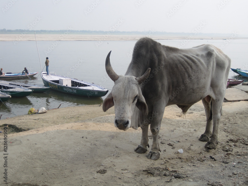 a starving cow on the rivers of India