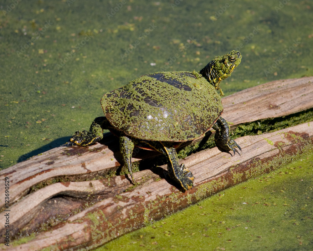 Fototapeta premium Turtle on a log