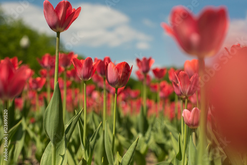Group of red tulips flower in the park. Spring blurred background