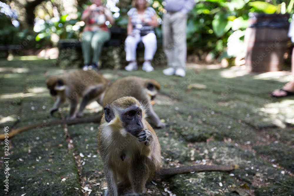 Obraz premium Monkey playing in Barbados