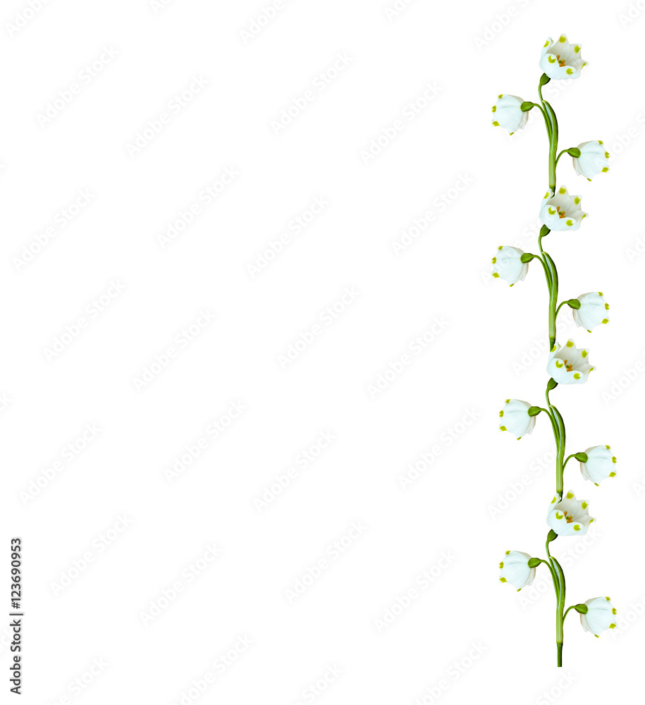 spring flowers snowdrops isolated on white background. spring flowers snowdrops isolated on white background.