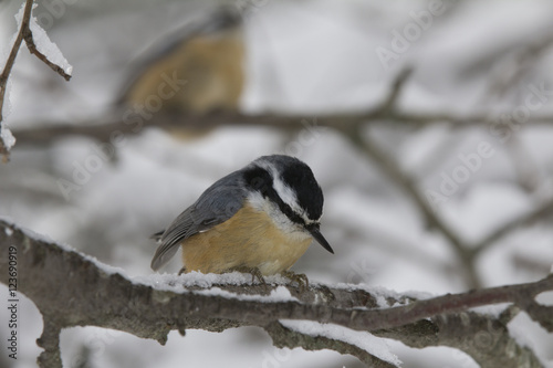 Chickadees on a Branch