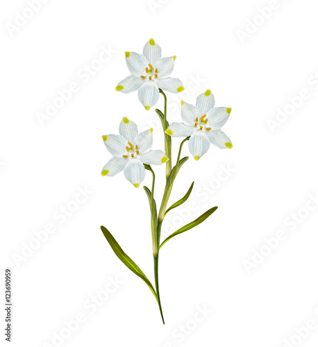 spring flowers snowdrops isolated on white background.
