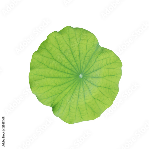 Lotus leaf