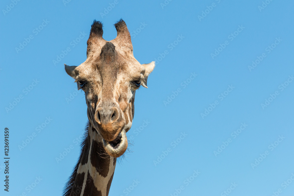 Obraz premium A giraffe close up photo of neck and face