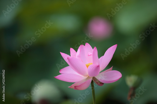 Lotus flower