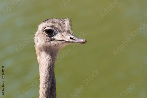 Fotografija The rhea bird up close, flightless bird similar to an ostrich