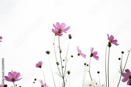 Pink cosmos flowers in garden close up