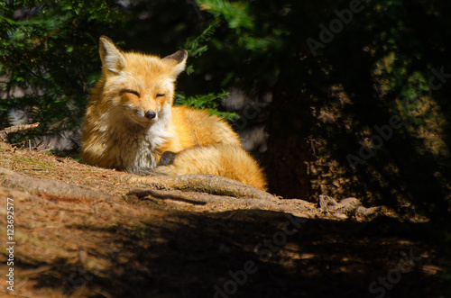 Fototapeta Naklejka Na Ścianę i Meble -  Golden light and red fox
