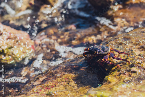 Wet sea crab on the stone. sunny summer day