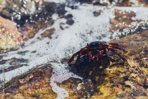 Wet sea crab on the stone. sunny summer day