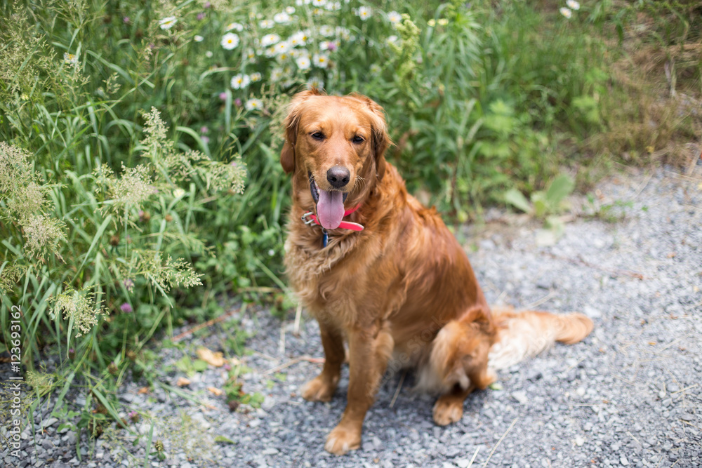 Dog orange playing on path with grass Dog orange playing on path with grass