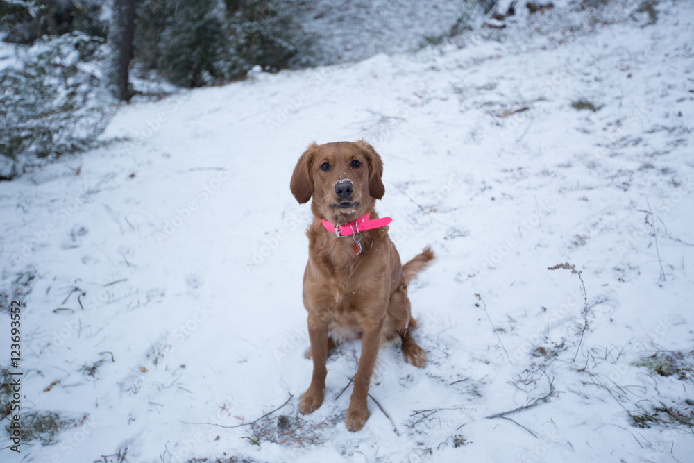 Dog playing in the snow retriever Dog playing in the snow retriever