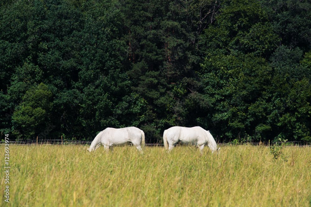two white horses graze in a paddock field near forest two white horses graze in a paddock field near forest