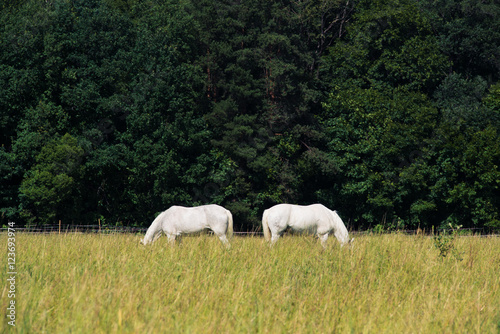 two white horses graze in a paddock field near forest
