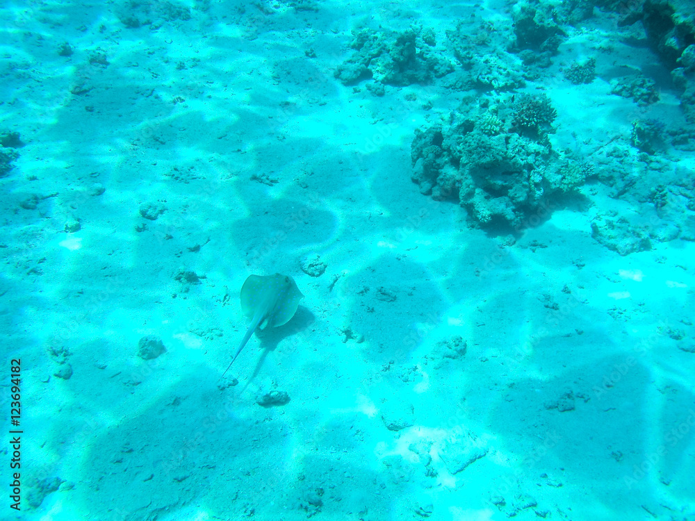 Tropical cramp-fish and hard corals in the Red Sea, Egypt. Vacation. Tropical cramp-fish and hard corals in the Red Sea, Egypt. Vacation.