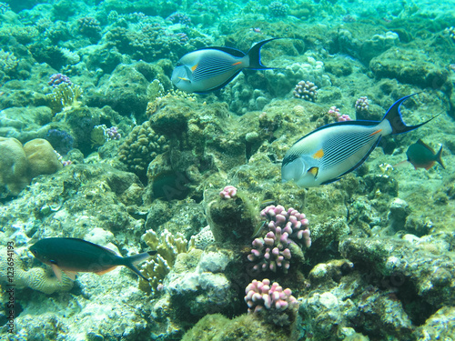 Tropical fish and hard corals in the Red Sea, Egypt. Vacation © skrotov