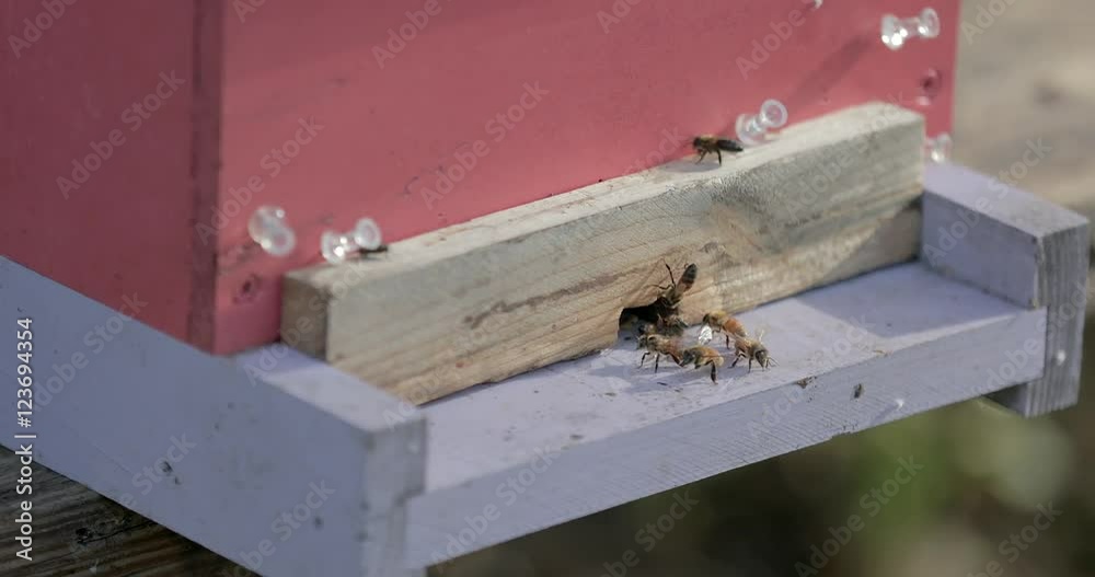Detail of small beehive with honeybees going in and out. Detail of small beehive with honeybees going in and out.