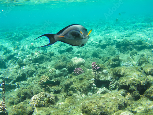 Tropical fish and hard corals in the Red Sea, Egypt. Vacation