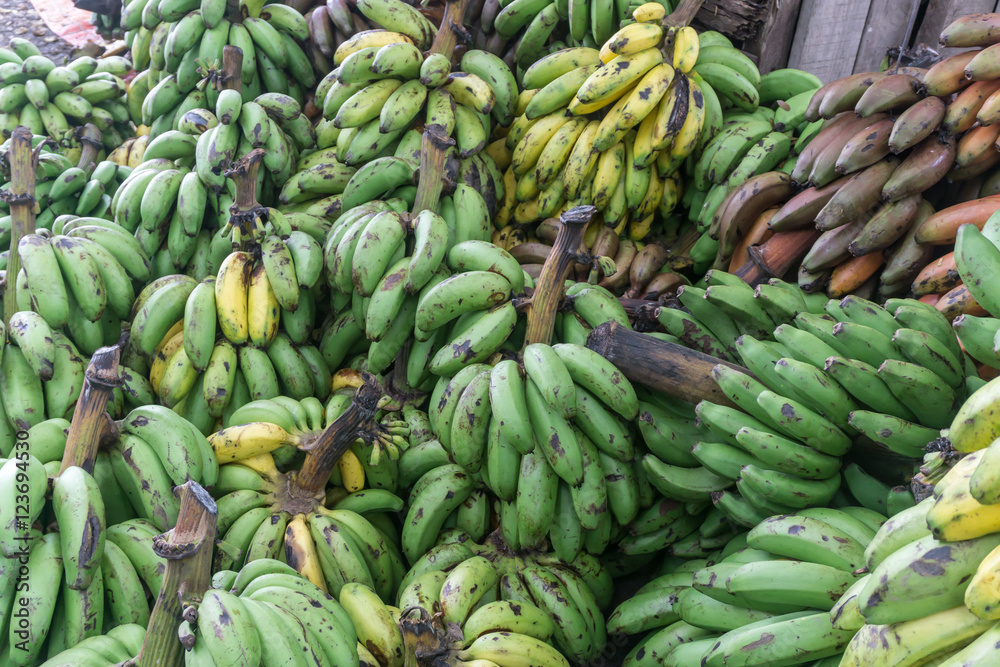 Group bunch of bananas in green at Nicaragua farmer market, an agriculture product, tropical fruit