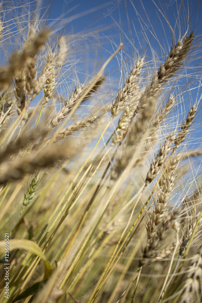 Fototapeta premium golden wheat field and sunny day