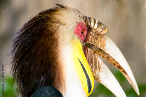 Male Wreathed hornbill, Bar-pouched wreathed hornbill