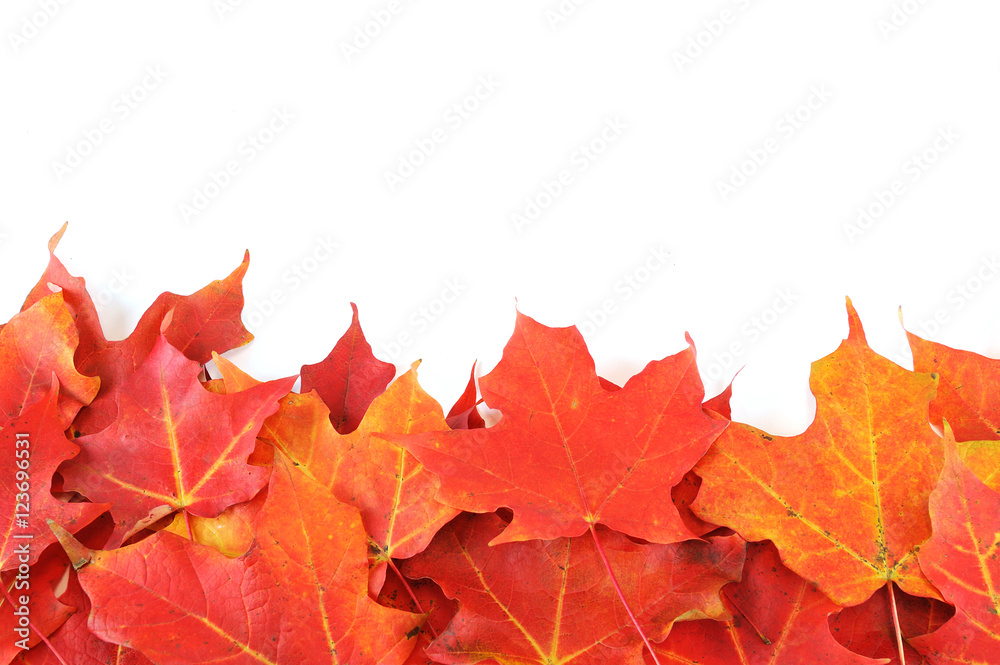 red autumn maple leaves frame isolated on white background