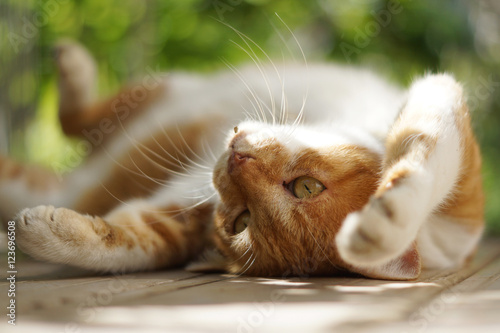 Fototapeta Naklejka Na Ścianę i Meble -  くつろぐ茶猫