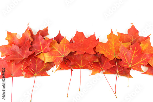 red autumn maple leaves isolated on white background