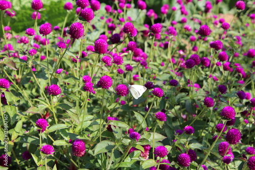 Wallpaper Mural 벌 꽃 Torontodigital.ca