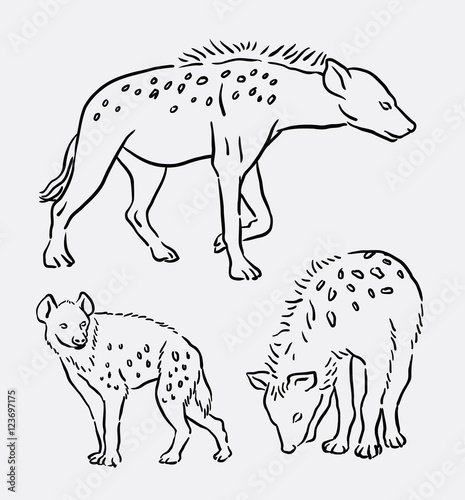 Hyena wild animal hand drawing. Good use for symbol, logo, web icon, mascot, sign, or any design you want.