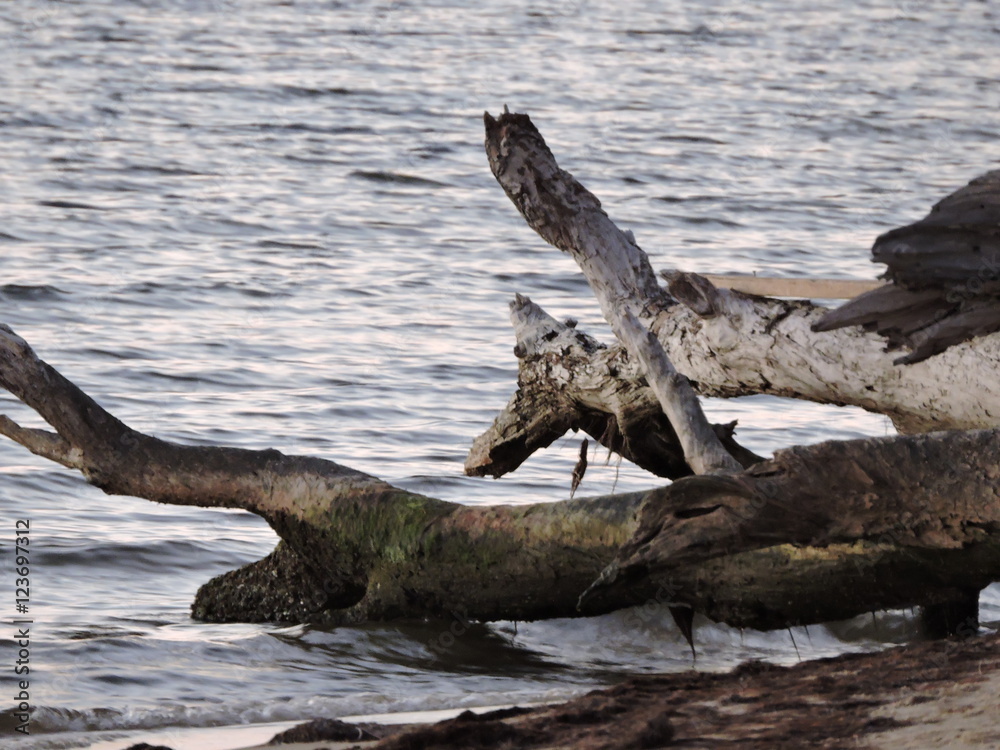 driftwood on shore driftwood on shore